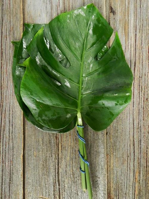 MONSTERA TROPICAL GREENS